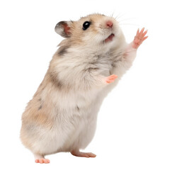 Hamster standing on its hind legs isolated in transparent background