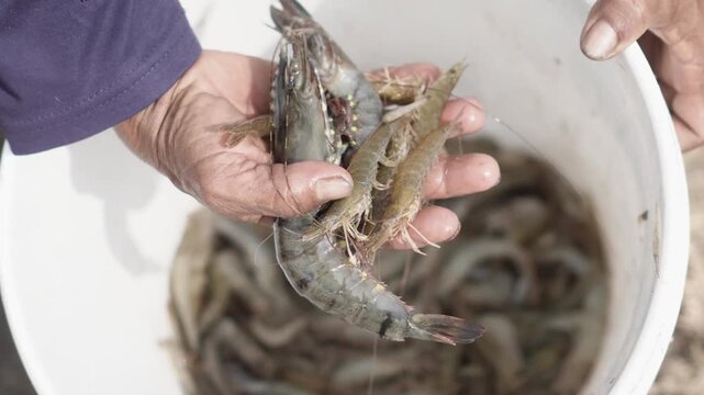Farmers harvesting fresh shrimp from the pond, symbolizing aquaculture, seafood production, and sustainable farming.