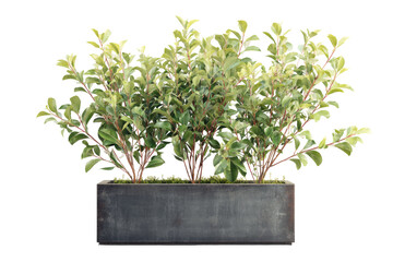 Bushy green plants in a dark gray planter
