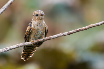 Plaintive Cuckoo on a branch