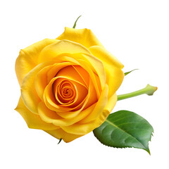 Yellow rose isolated on transparent background