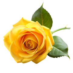 Yellow rose isolated on transparent background