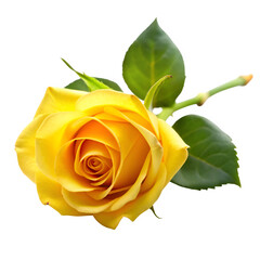 Yellow rose isolated on transparent background