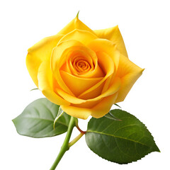 Yellow rose isolated on transparent background