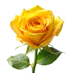 Yellow rose isolated on transparent background