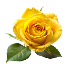 Yellow rose isolated on transparent background