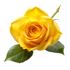 Yellow rose isolated on transparent background