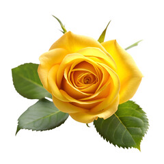 Yellow rose isolated on transparent background
