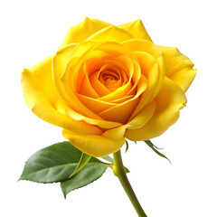Yellow rose isolated on transparent background