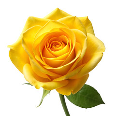 Yellow rose isolated on transparent background