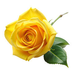 Yellow rose isolated on transparent background