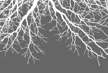 Tree dried branches and twigs of white color on gray background. Silhouette monochrome negative picture