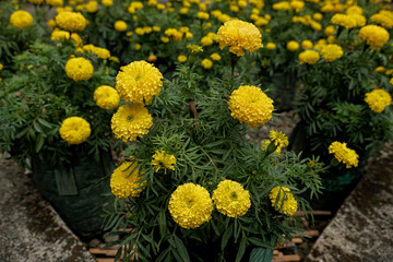 Vibrant yellow marigold flowers in a garden