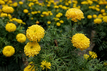 Vibrant yellow marigolds in bloom