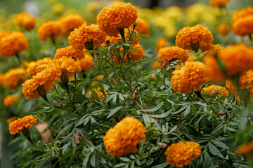 Vibrant marigold flowers in bloom