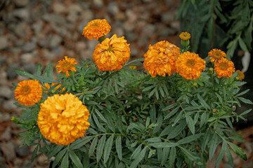 Vibrant orange marigold flowers in bloom