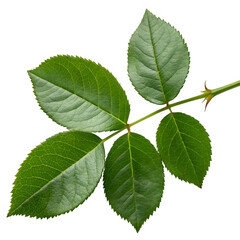 Green rose leaves isolated on transparent background