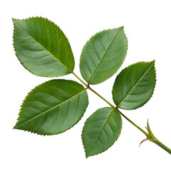 Green rose leaves isolated on transparent background