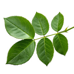 Green rose leaves isolated on transparent background