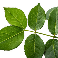 Green rose leaves isolated on transparent background