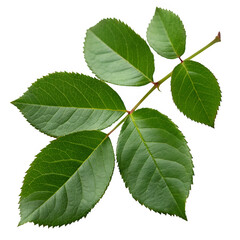Green rose leaves isolated on transparent background