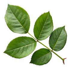 Green rose leaves isolated on transparent background
