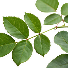Green rose leaves isolated on transparent background