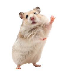 Hamster standing on its hind legs isolated in transparent background