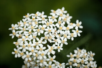Close-up of delicate white flowers