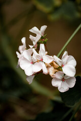 Delicate white flowers with pink accents