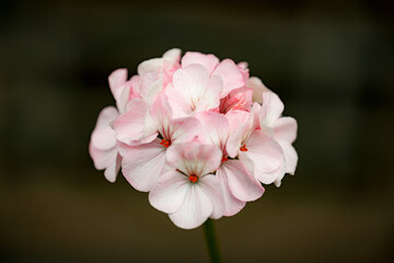 Delicate pink and white flower close-up