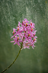 Close-up of a pink orchid flower