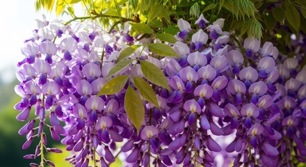 Beautiful wisteria flowers in full bloom, cascading down with vibrant purple petals and green leaves in the sunlight