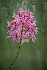 Vibrant pink orchid flower close-up