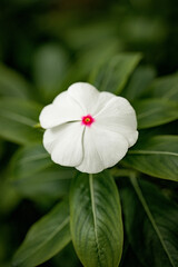 Close-up of a white flower with pink center