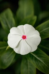 White flower with pink center on green leaves
