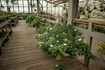 Serene greenhouse walkway with flowering plants