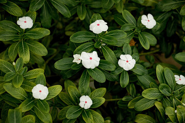 White flowers with red centers among green leaves