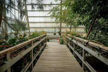 Wooden pathway in a lush greenhouse