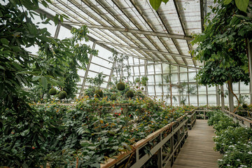 Lush greenhouse with diverse plants and wooden walkways