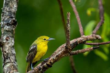 Obraz premium This image captures a vibrant Common Iora, a small passerine bird with striking yellow plumage and black wings with white bars, perched gracefully on a tree branch.