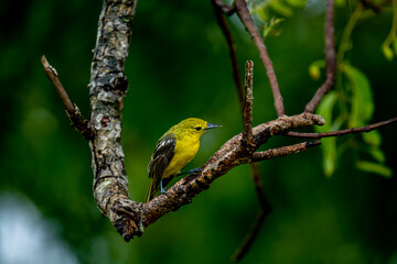 This image captures a vibrant Common Iora, a small passerine bird with striking yellow plumage and black wings with white bars, perched gracefully on a tree branch.