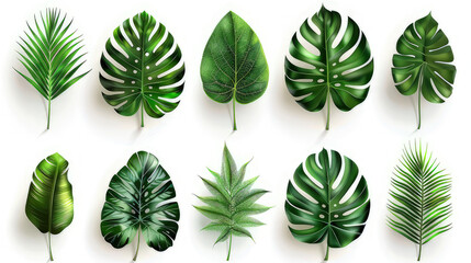 A collection of various green leaves arranged artistically on a white background.