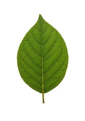 Obraz premium Closeup of a Single Green Leaf.