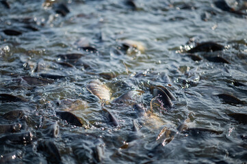 Nile Tilapia is eating food, Lots of fish