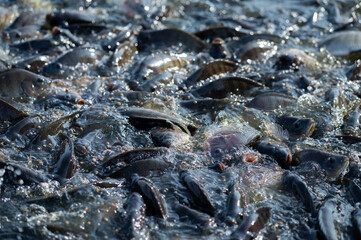 Nile Tilapia is eating food, Lots of fish