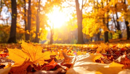 Autumn Leaves in Forest with Sunlight Streaming Through Trees in Warm Tones of Yellow Orange and Brown Creating a Serene and Vibrant Seasonal Landscape