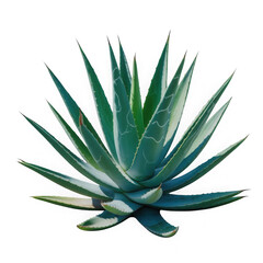 Fototapeta premium Green aloe vera plant isolated on transparent background