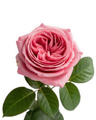 Bunch Roses Lay Fla Red