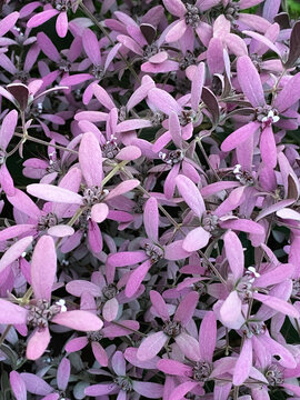 Congea tomentosa flower close up background. Commonly referred to as wooly congea, shower orchid, or shower of orchid. Stock photo.
